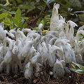 Monotropa uniflora