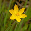 Plant.