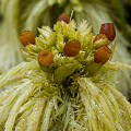 Fruiting sphagnum