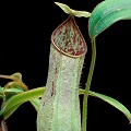 Nepenthes hispida