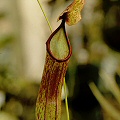 Hybrid Nepenthes