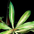Nicely variegated foliage.