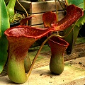 Nepenthes Peter D'Amato