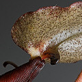 Nepenthes maxima