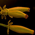 Nepenthes spathulata