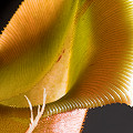 Nepenthes veitchii