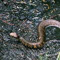 Cottonmouth