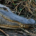 A marvelous, napping American alligator in the Everglades.