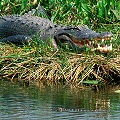 An American alligator adult with a juvenile alligator in the foreground.