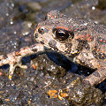 Linn County, western toad (juvenile).