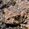 Linn County, western toad (juvenile).
