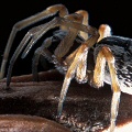 The spider that may be involved in pollinating Darlingtonia, Nevada County California.