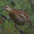Valley County, spruce grouse.