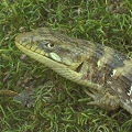 Southern alligator lizard, Elgaria multicarinata, Placer County.