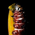 Caterpillar.