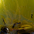 Feasting on prey in Darlingtonia.