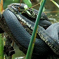 A pair of amorous watersnakes, Nerodia fasciata subsp. pictiventris.