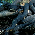 A mass of broad-banded watersnakes cuddling together.