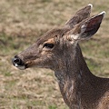 Blacktailed deer.