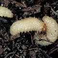 Juvenile weevils