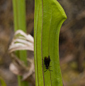 Sawfly on Sarracenia flava.