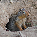 Valley County, Columbian ground squirrel.