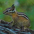 Valley County, least chipmunk.