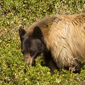 A beautiful black bear watches us as it feeds on manzanita berries.