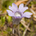 Pale blue flowered variant.