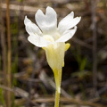 White flowered variant.