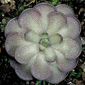 Pinguicula cyclosecta