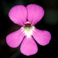 The pink leaves with rounded lobes are delightful.