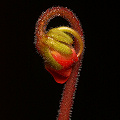 An unfurling flower is quite coy in its way.