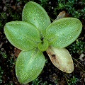 A young plant.