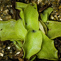 A rosette in growth.