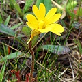 Pinguicula lutea