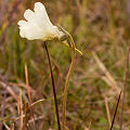 Pale flower.