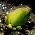 A hibernaculum.