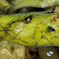 Pinguicula macroceras eats many insects.