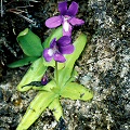 Pinguicula fiorii