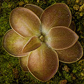 Pinguicula moranensis