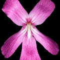 Pinguicula moranensis