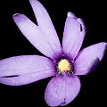 Purple flower.
