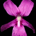 A pretty flower, it is easy to see why some think this species is just P. moranensis.