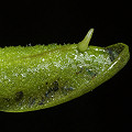 Adventitious plantlet forms.