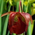 Sarracenia alabamensis subsp. alabamensis