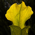 Sarracenia alabamensis