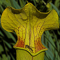 Sarracenia alabamensis tempting a hoverfly.