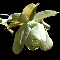 Pale cream flower.