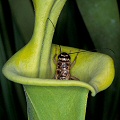 Eating a cricket.